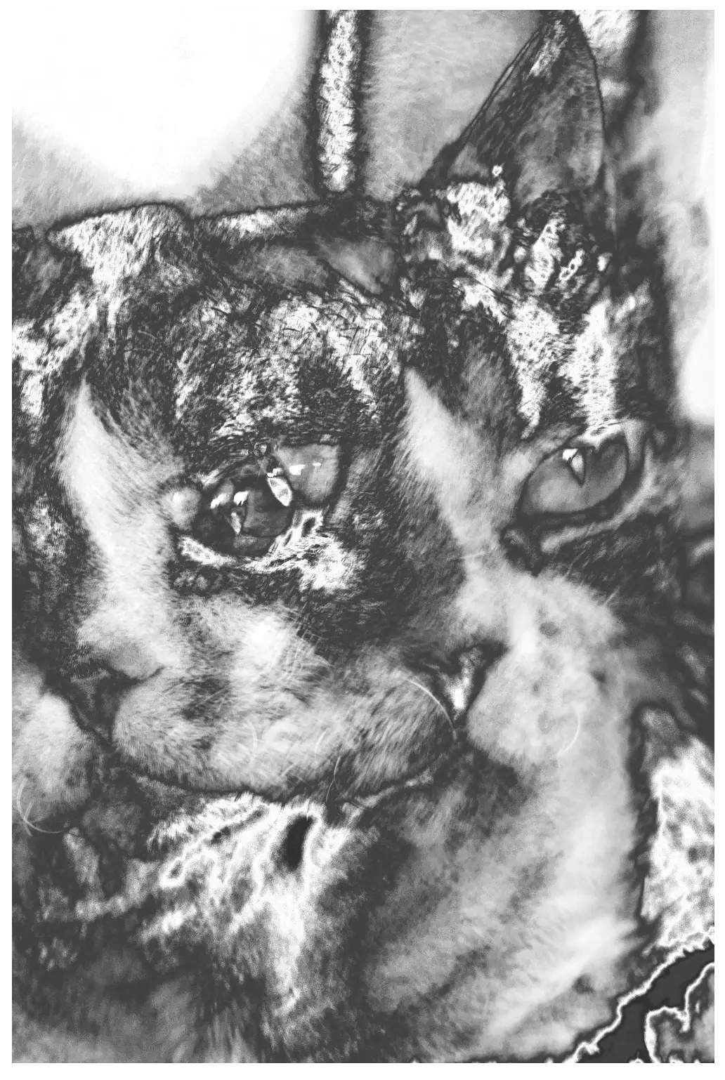 Devon rex, A3 series