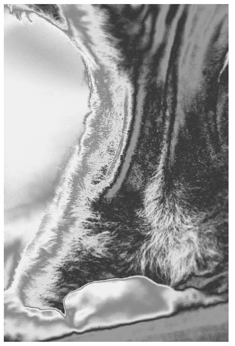 Devon rex — 1