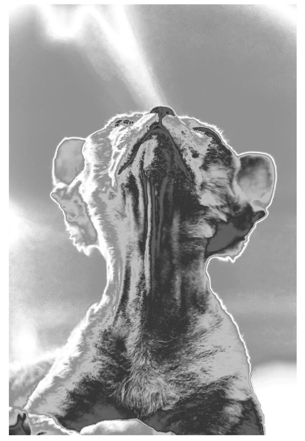 Devon rex — 2