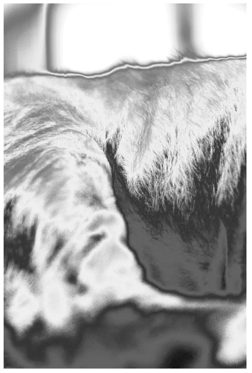 Devon rex — 3